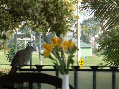 getting ready to run