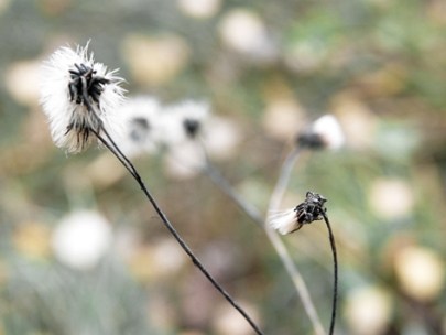 auttumn snow flakes/copos de nieve de oto�o :)