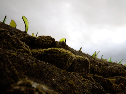 green combination Autumn-Winter