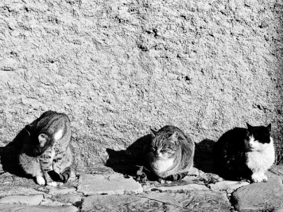 los tres gatos aburridos (draguc, croatia)