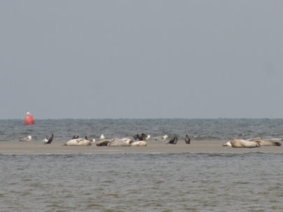 Resting place for funny bellies