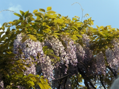 Glycine