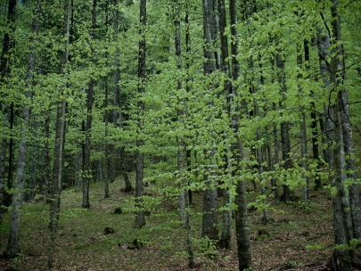 never ending hike (logaska dolina)