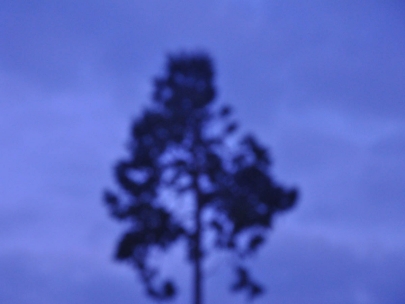 at least the tree is my friend