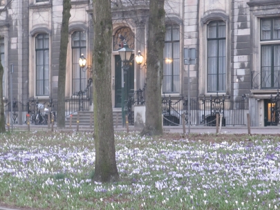 the crocus is back