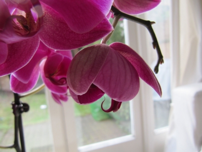 and the orchid likes it too