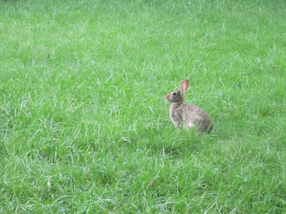 bunny in the grass
