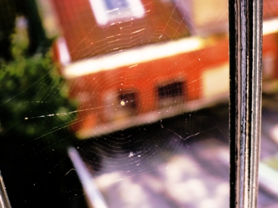 the spider is happy, she�s got an adhesive web of love