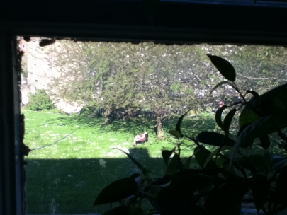 rini basks in the sun