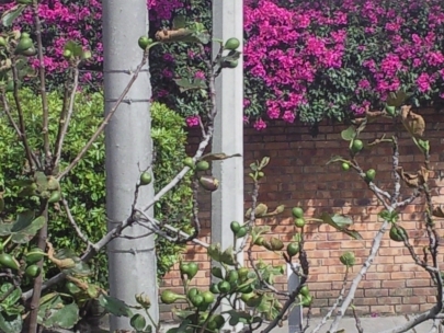 believe it or not, there was a very sweet blue bird in this tree. Just wen I was clicking the button, he just went away!!!!