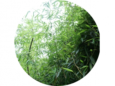 bamboo
