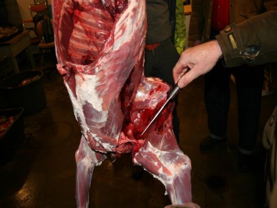 Butchering deer