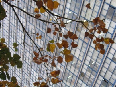 Windows and leaves
