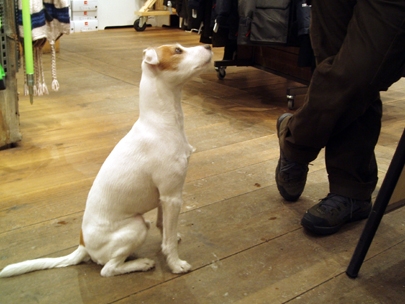 listening to his masters voice