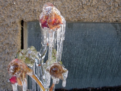 leaving frozen flowers to flaunt their fragile beauty