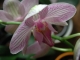 my little orchid