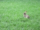 bunny in the grass