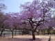 Jacarandas explosion at UNAM