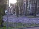 spring in The Hague